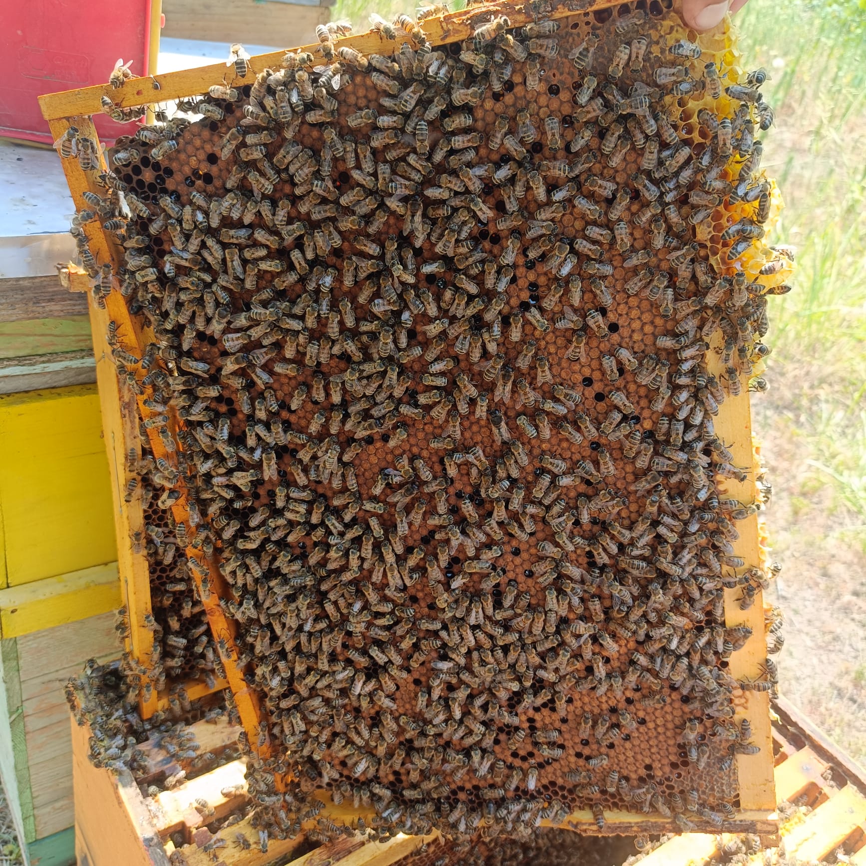 Păstură apicolă – bee bread format în fagure, produs natural al stupului